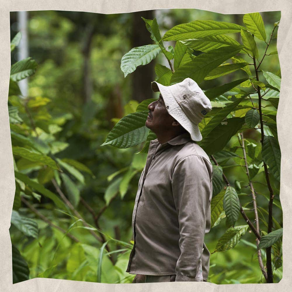 Proyecto Cacao - Imagen de un productor de cacao