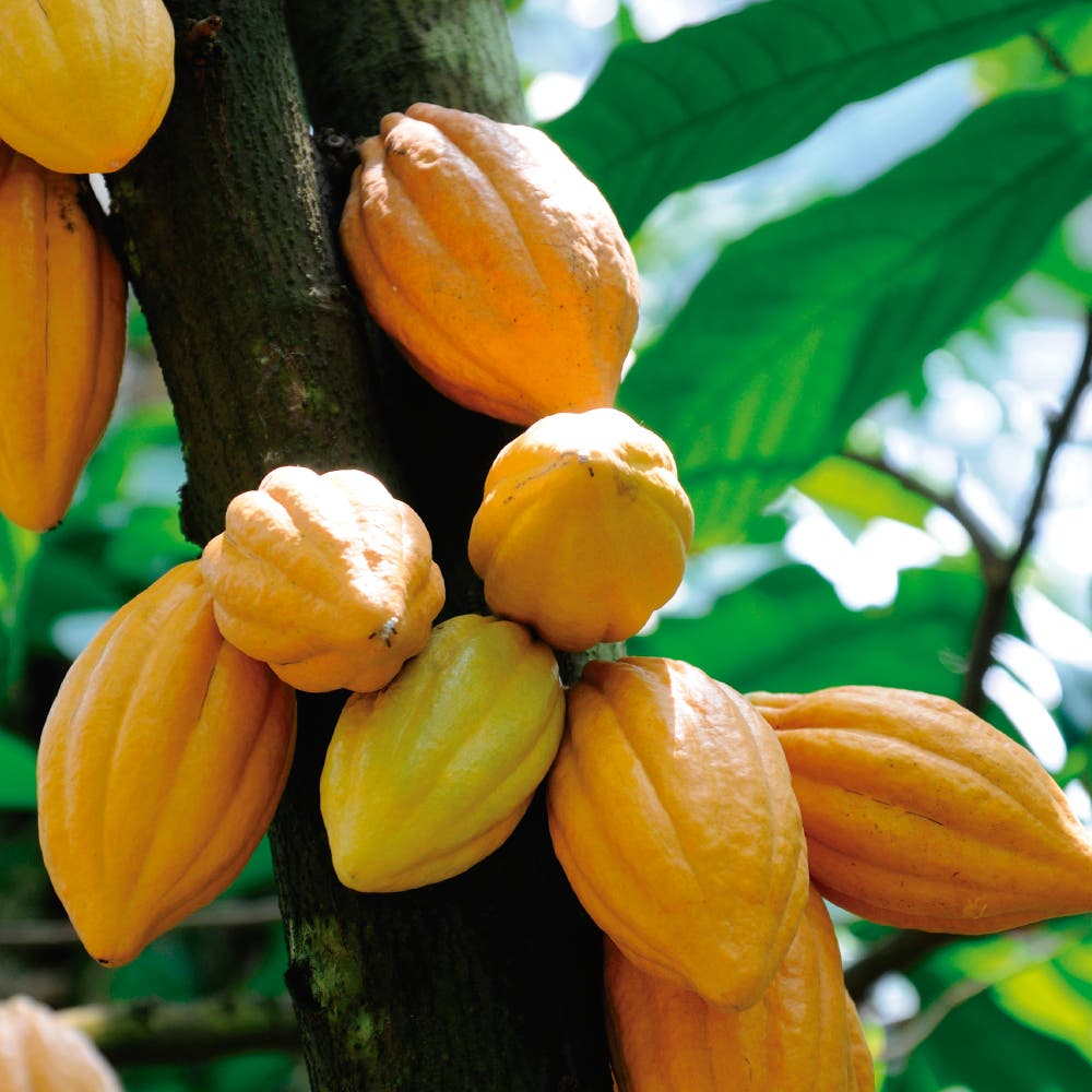 Árbol de cacao con 10 frutos de cacao colgando de una rama del árbol.