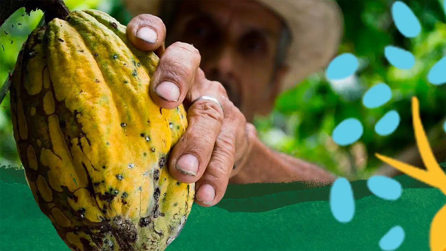 Preservando el cultivo del cacao en México