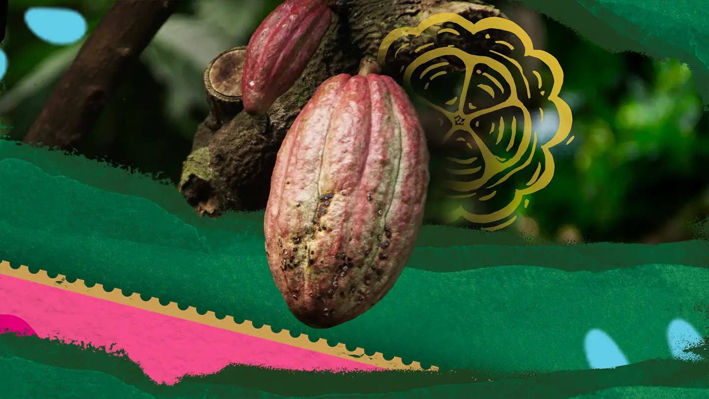 Recuperan cacao mexicano tras crisis